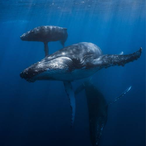 nage avec les baleines application mobile de bien être happy in